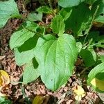 Plantago major Leaf