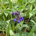 Pulmonaria officinalisKvet