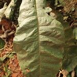 Monosis conferta Hoja