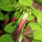 Oxalis tetraphylla Fiore