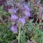 Phacelia tanacetifoliaЦветок