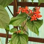 Clerodendrum splendens Blatt