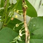 Vigna radiata Gyümölcs