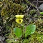 Viola rotundifolia 整株植物