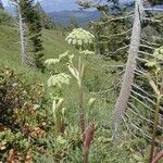 Angelica lineariloba Flor