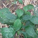 Eranthemum pulchellum Leaf