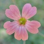 Vaccaria hispanica Fleur