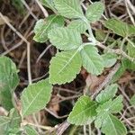 Allophylus rubifolius Folio