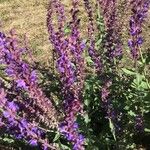 Salvia sylvestris Цвят