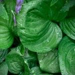 Hosta ventricosa Blatt