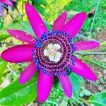 Passiflora ambigua Fleur