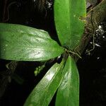 Anthurium pittieri 葉