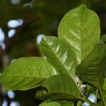 Chassalia boryana Leaf