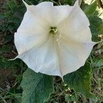 Datura wrightii Kwiat