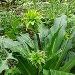 Eucomis autumnalisVirág