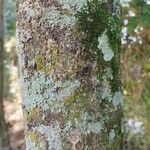 Chloroluma gonocarpa Lubje