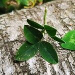 Trifolium mediumFolha