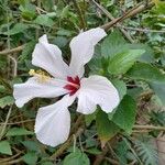 Hibiscus genevii Blüte