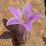 Campanula celsii Kvet