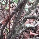 Ribes nigrum Casca