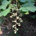 Rubus setchuenensis