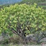 Euphorbia lamarckii Hábito