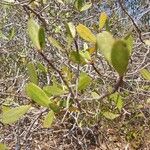 Lumnitzera racemosa Muu