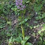 Orchis militaris Συνήθη χαρακτηριστικά