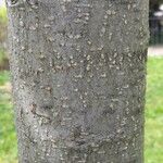 Prunus padus 樹皮