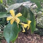 Hymenosporum flavum (Hook.) F.Muell.Flower