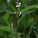 Spermacoce remota Flower