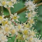 Rodgersia aesculifolia Flor