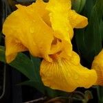 Iris pumila Květ