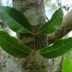 Guioa gracilis 樹皮