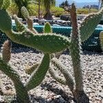 Opuntia orbiculata برگ