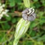 Silene ciliata Flor