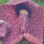 Aristolochia littoralis Kvet