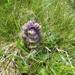 Ajuga pyramidalis Habitat