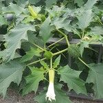 Datura stramoniumFlower