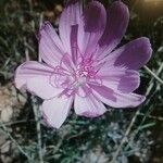 Lygodesmia texana Flower