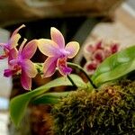 Phalaenopsis violacea 花