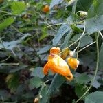 Impatiens capensis Floare