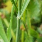 Phalaris minor Bark