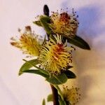 Salix caesia Lorea