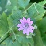 Geranium pyrenaicumFloro