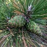 Pinus rigida फल