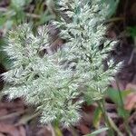 Trisetum paniceum 果実
