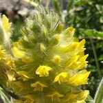 Astragalus alopecurus Blüte