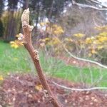 Juglans cinerea Bark