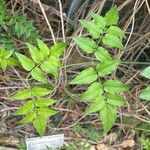 Jasminum polyanthum Листок